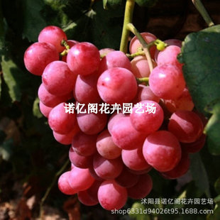 ������ľ�޽ӹ��������ј�����Ʒ�N�t�����������ݮ���Lζ����
