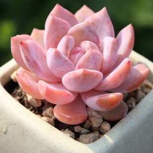 �ȉ�¶����ֲ����^����ɫ�����������⻨�܎������ԷN��ѩ��ʹ