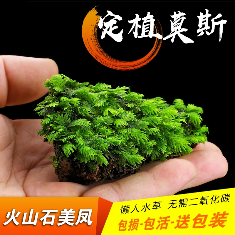 Аквариум Аквариум Креветка Аквариум Аквариум Аквариум Оселение вулканического камня Дамеи Феникс Мосс создает ландшафт