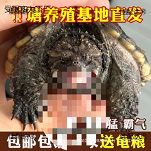 ����С���������������͹��ӷ�ʳ���ˮ����������С��÷����