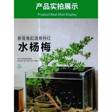 ˮ��÷�Ϙ��~���쾰Сˮ��ˮ��ֲ��ˮ��ˮꑸ�ԭ�����������΢��