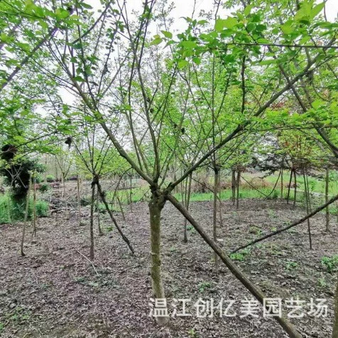 Саженец гибискуса Муниципальный парк Озеленение кластера Саженец гибискуса 3-6 см кластер цветок гибискуса