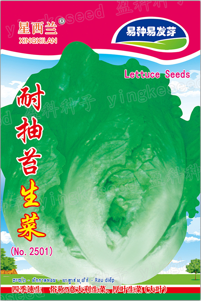 耐抽苔生菜一一一一