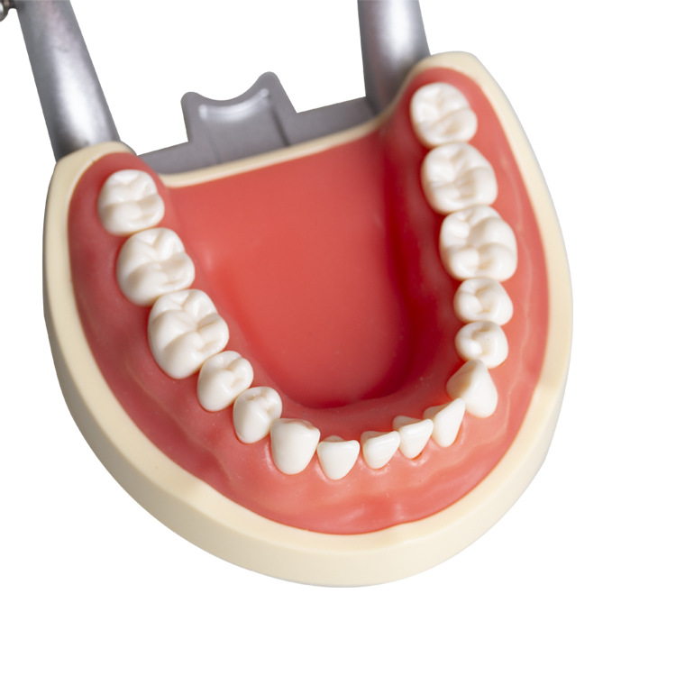 32 modelos dentales de soporte de mandíbula larga, modelos de ejercicios dentales, modelos desmontables de boca completa, modelos orales dentales