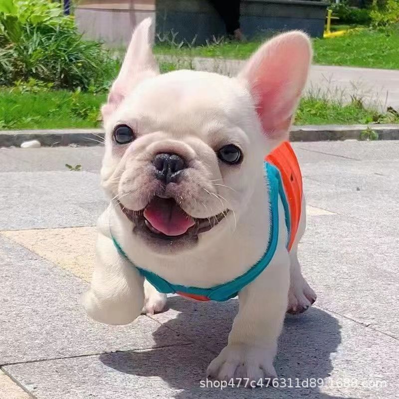 活体纯种法斗幼犬纯种法国斗牛犬幼体蓝牛法斗奶油斗牛犬短毛小型