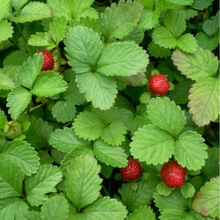 蛇莓种子 野生莓多年生园林地被花籽坪点缀 庭院盆栽花卉种子