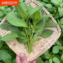 ϴ~GNӲ̨߲˷NrļNG˴