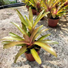 Base direct supply of mixed -colored stagnant water pineapple fire dragon, dragon water and land, landscaping small pot planting home to watch green plants