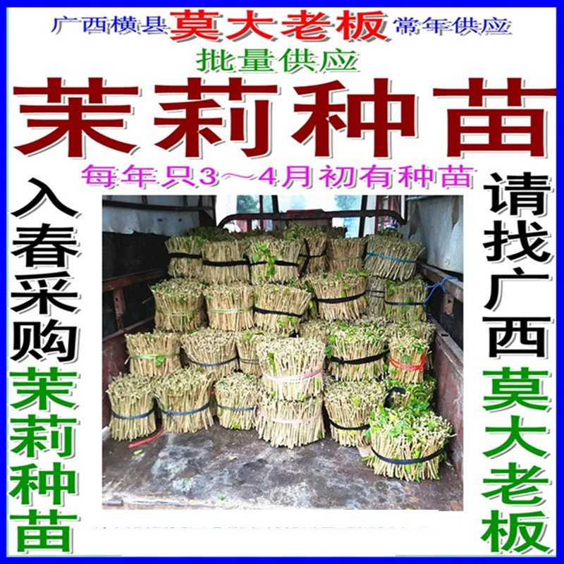 Посадка саженцев жасмина