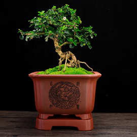 紫砂花盆大号四方手工刻绘蝴蝶兰君子兰阳台黑松盆景榕树老桩批发