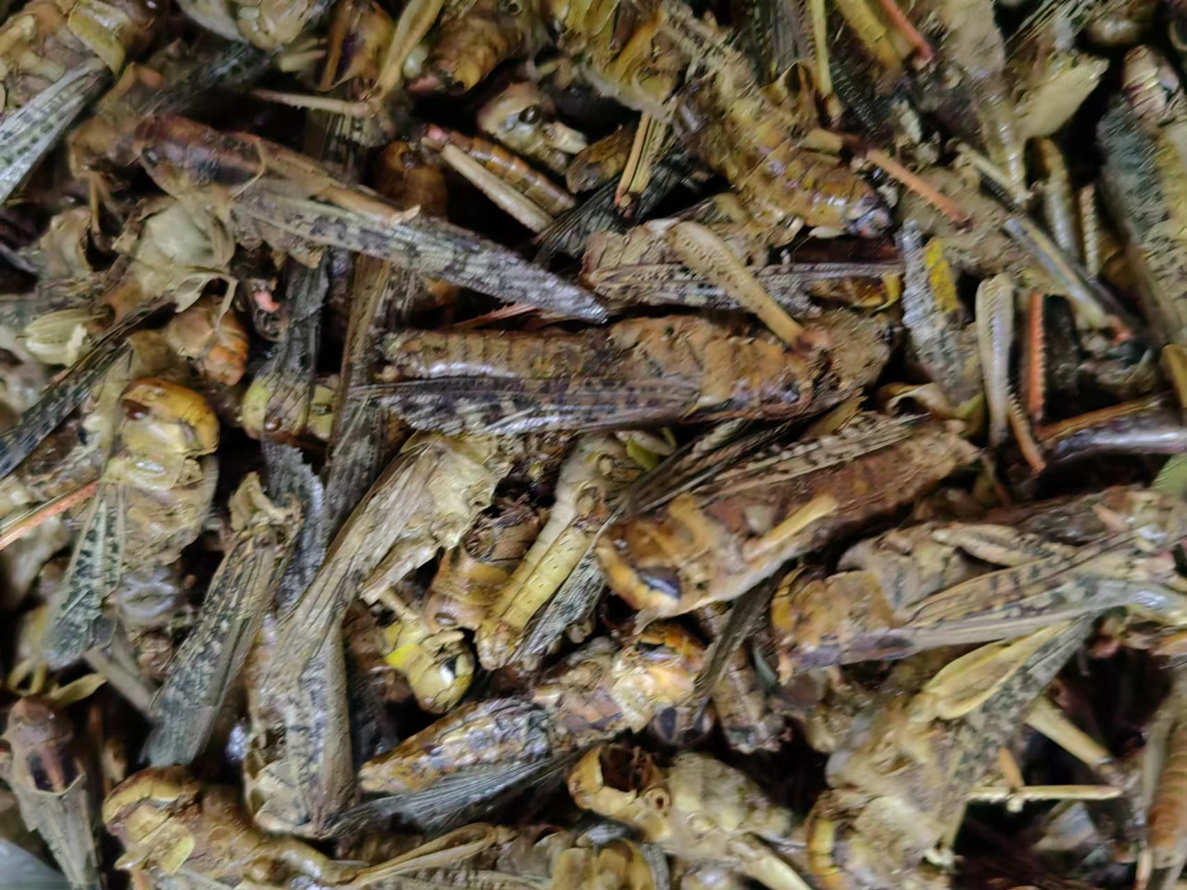 Dried Locust (Grasshopper) — Traditional Chinese Insect Herb, 500g overview