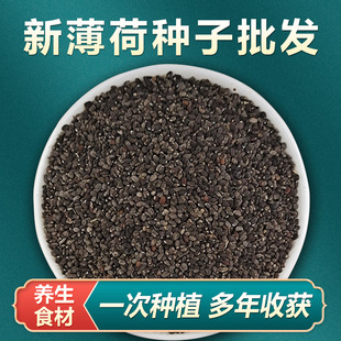 Edible Mint Seeds Potted Four-Season Mosquito Repellent Easy-To-Live Indoor and Outdoor Seeds Plant Flower Seeds Vanilla