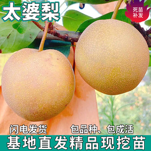 һ�����lɳ������ϱ�������ͥԺ���ԷNֲ�ش�޽��ִ����������