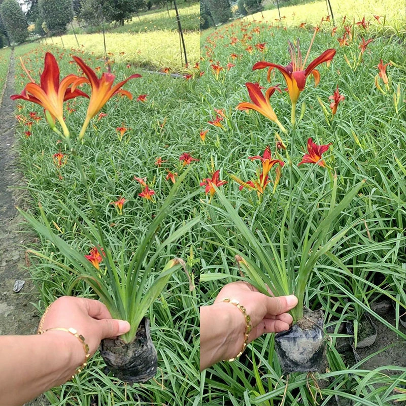 Большие Цветочные Цветы Hemerocallis Зеленые растения Цветочные пограничные растения Чэнду Садоводство Озеленение Почвопокровные растения Инженерные рассады