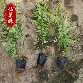 宿根花卉;一二年生花卉;灌木