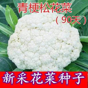 Newly Harvested Cauliflower Seeds, Broccoli Seeds, Pine Cauliflower Organic Cauliflower Seedlings, Cold-Resistant and Heat-Resistant, High-Yielding Four-Season Vegetable Seeds