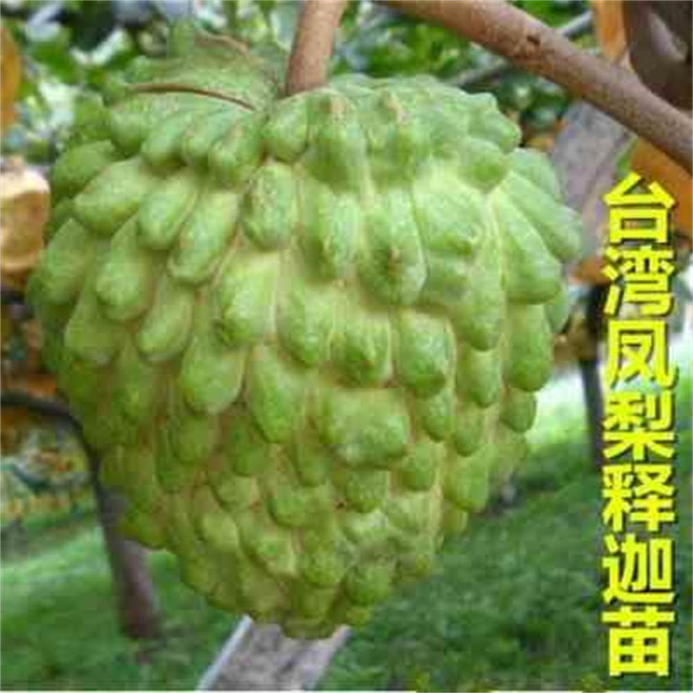 台湾凤梨释迦AP释迦番荔枝佛陀果苗释迦果苗嫁接南北方种植释迦树