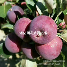 �ͺ�����|�����S��С�O�����������ɳ���O���������Ԯ���Y��