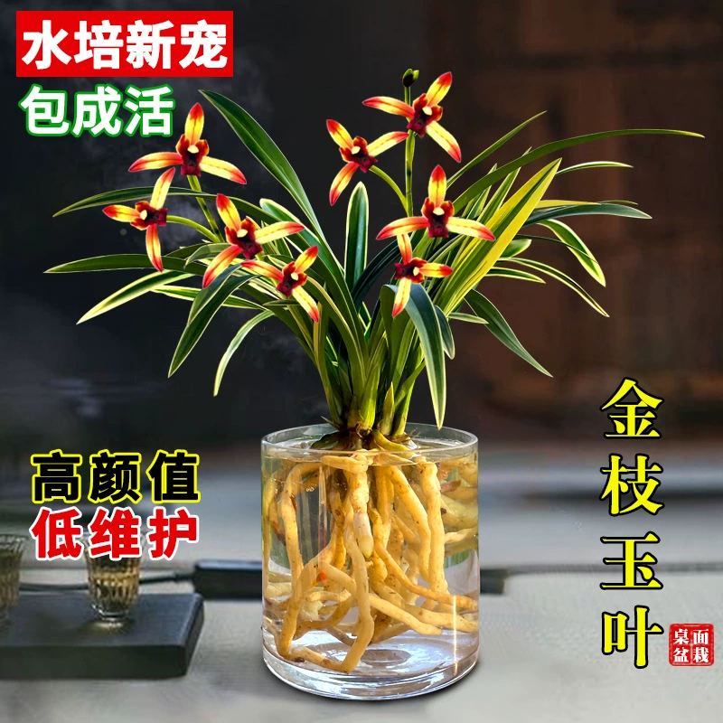 Гидропонные рассада орхидей с золотистыми краями, золотые ветки и нефритовые листья, небольшие зеленые растения в горшках и цветы для офисов в помещении, легко выращиваются и устойчивы к холоду.