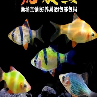 ��Ƥ�~�G��Ƥ�Ꭷ�~�^�p�~С�ͻ��w�~�����~�ͻ����ֺ��B