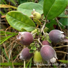 桃金娘捻子树苗别墅庭院风景树四季种植山捻子苗绿化盆景观赏盆栽