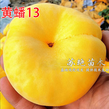 嫁接桃树苗新品种黄肉黄蟠13蟠桃树苗黄金蟠桃苗南方北方种植果树