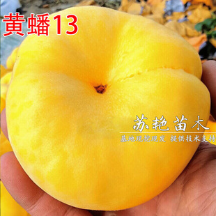�޽��Ҙ�����Ʒ�N�S���S�13��Ҙ����S��������Ϸ������Nֲ����