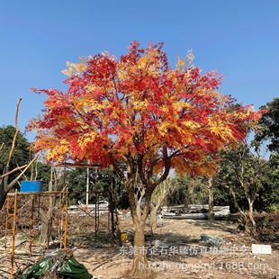 ��������һ���٘����ֲ�����ѻ����̈��Ƶ��S����b�