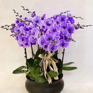 �����m���玧���������������m������͏d�҃�ֲ�ﻨ���ļ����B��