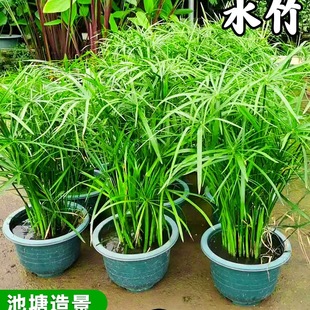 ˮ��ˮ��ֲ����L܇�ݺ�����~�����쾰����ˮ���Gֲ����ˮ�|