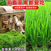进口黑麦草种籽四季多年生牧草种子耐寒畜牧养殖喂猪牛羊兔鱼草籽