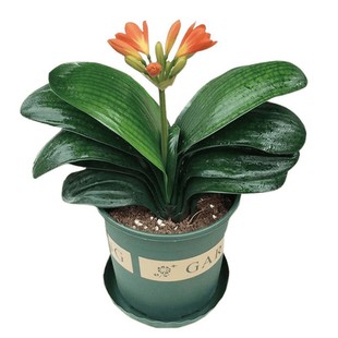 �����m�������m���Ծ����m���ļ�����ֲ������m����