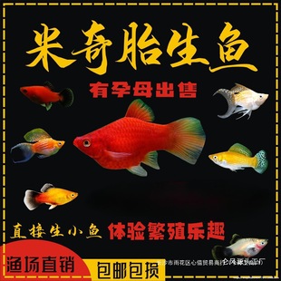 �����~̥���~С���~���w�Ꭷ�^�p�~�����~��ȸ�~���B�t���¹��~