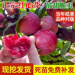 Plum Saplings Sanhua Plums Planted in the North and South, Early-Maturing Sanhua Plum Fruit Saplings, Balcony Potted Plants That Bear Fruit in the Same Year