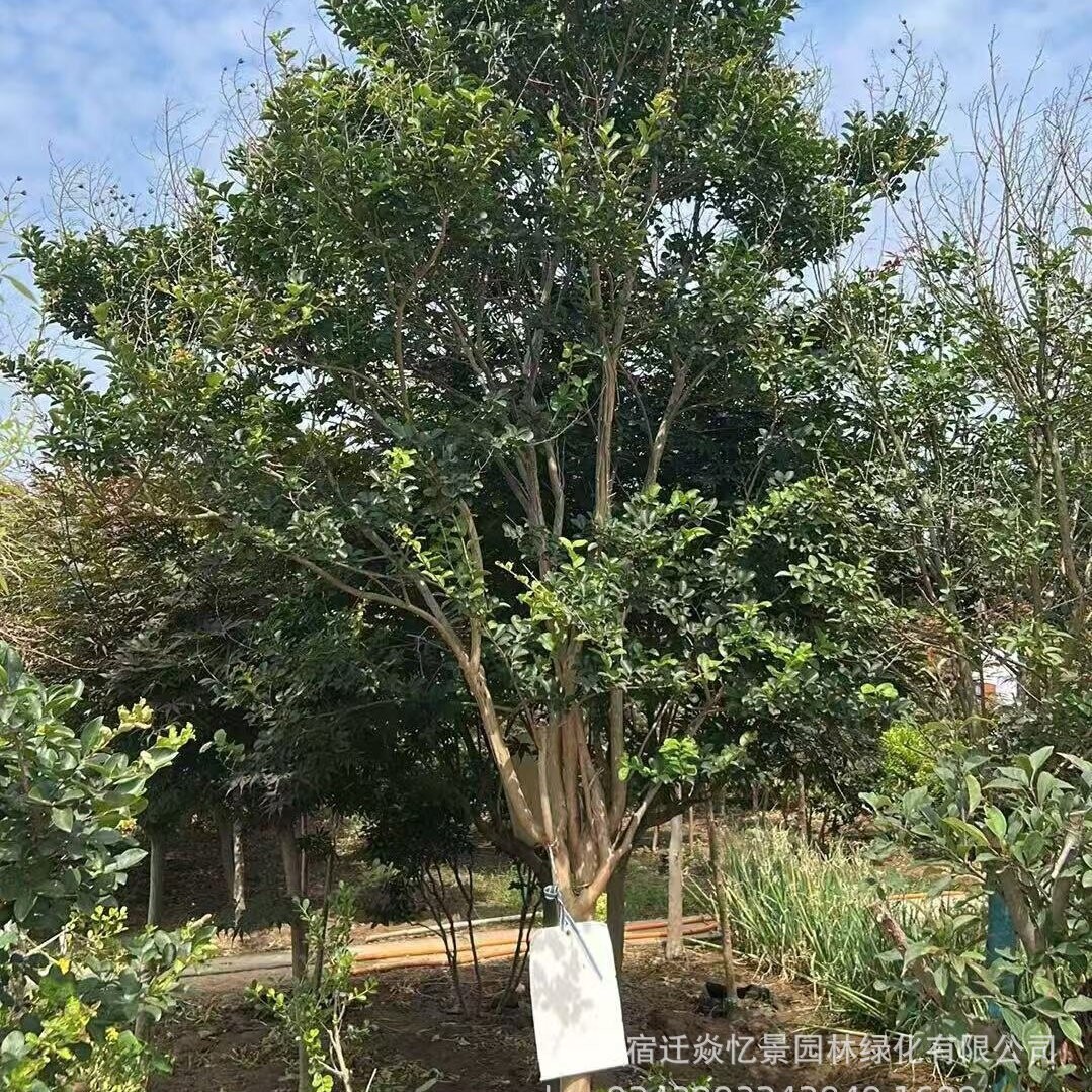 造型紫薇基地丛生紫薇花苗红天鹅绒紫薇树苗紫叶丹红庭院绿化风景