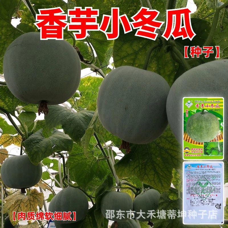 Taro Small Winter Melon Seeds with Taro Fragrance, White Powdery Skin, Winter Round Melon Seeds with Thick and Delicate Flesh, Suitable for Planting in Spring, Autumn, and All Seasons