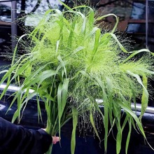 ȪݷNӷՇݻĿл͟ݷNͥԺNֲ