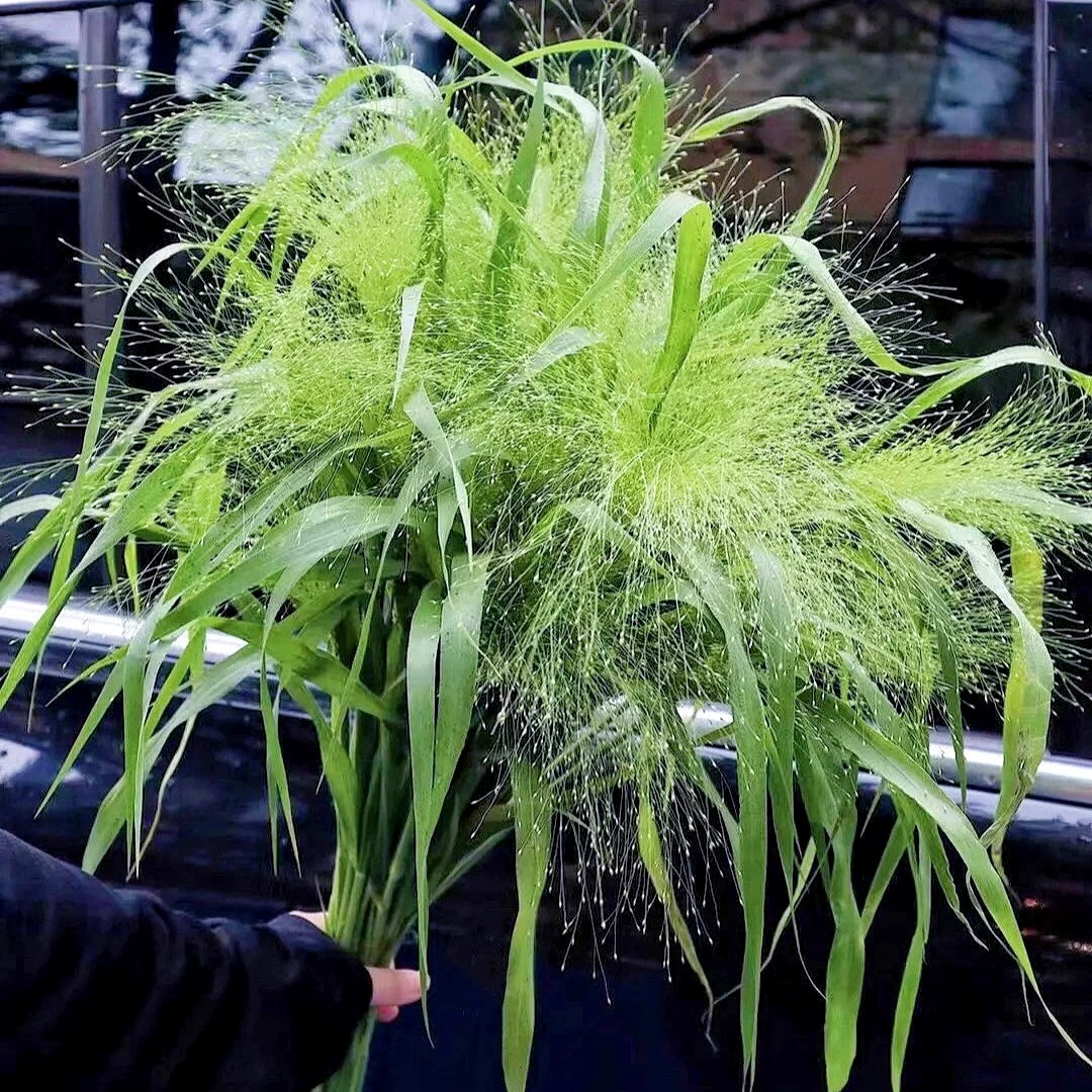 Семена фонтанной травы, атмосфера с цветами травы, режущиеся цветы, фейерверк-трава, термостойкие семена травы, горшечные растения, посадка во дворе, весеннее посевное время.