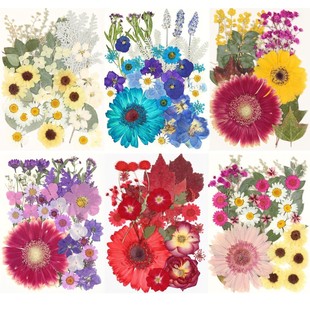 Dried Flower Embossed Material Package Plant Specimen DIY Drop Glue Dried Flower Petal Makeup True Flower True Leaf Plant Specimen