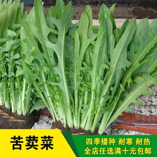 ���{�˷N��Ұ������˿���������˴����ﶬ�ļ��͟Ắ�߲˷N����