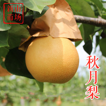 秋月梨苗 日本晚熟新品种嫁接二十世纪丰水梨幸水羊脂蜜梨树苗