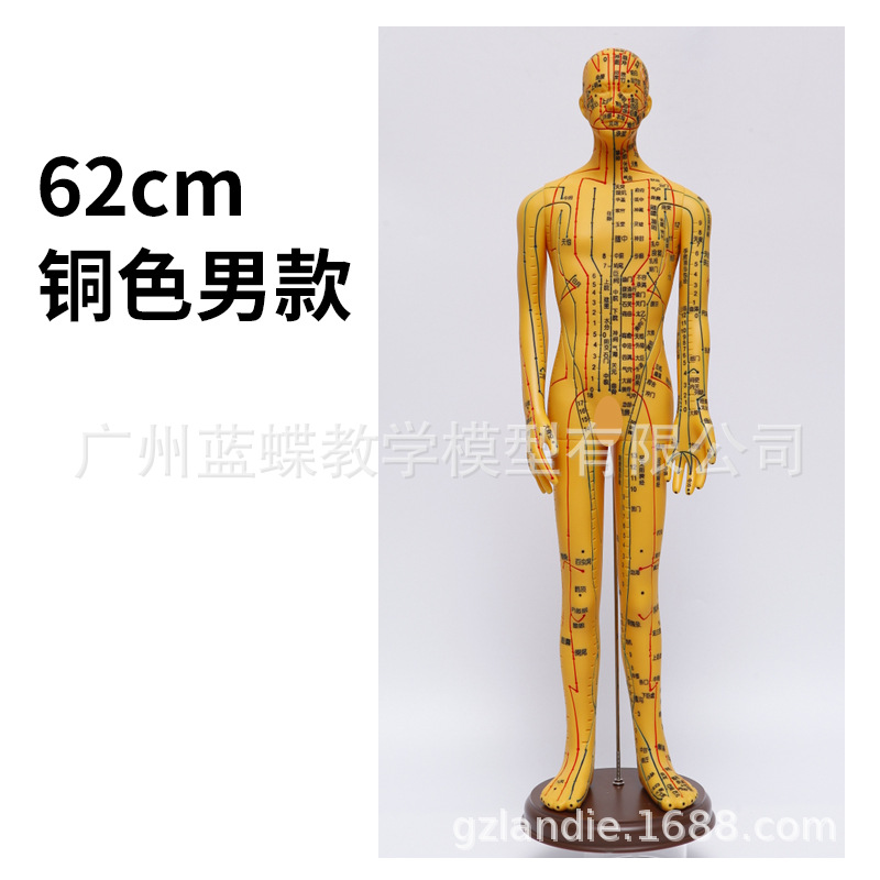 �������ģ���˾���Ѩλ��ҽȫ��ʮ��ͭ��ģ��ͼ��������ϰСƤ��