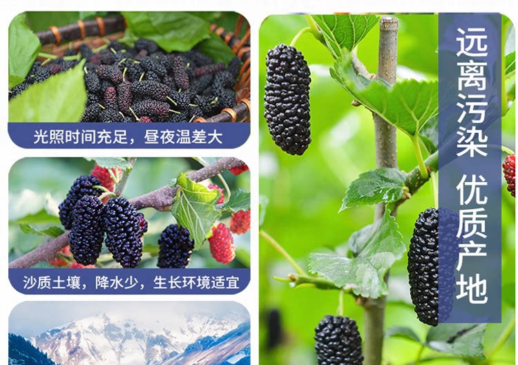 Dried Mulberry Fruit Sang Shen Zi Xinjiang Black Mulberries Tea Grade 2 lb Premium Large Berries specifications