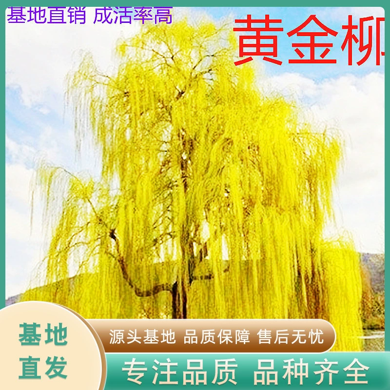 Саженцы золотой ивы зимостойкие и жаростойкие