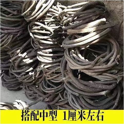 조경 나무와 덩굴의 묶음