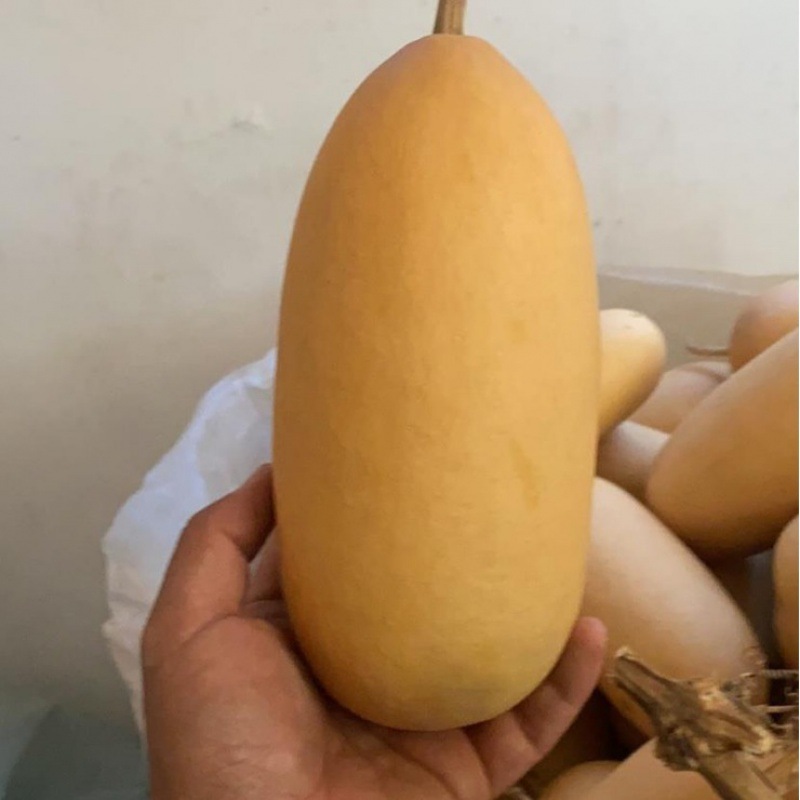 现有大批做低价葫芦适合粗腰手工礼品雕刻野生烙画装饰冬瓜彩绘胖