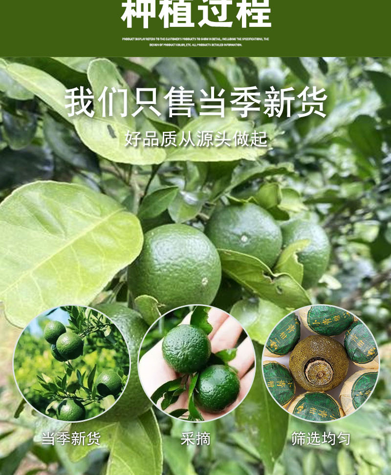Xinhui Xiao Qing Gan (Citrus reticulata immature peel with Pu-erh) — Stuffed Tangerine Tea, 500g Bulk preparation