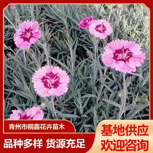 ���Դ������~���\���ع����ر��ʺ�ʯ���ƺ�绨�� ���Դ������~