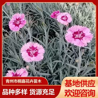 盆栽大苗五叶地锦基地供应地被彩虹石竹草坪苗花卉 盆栽大苗五叶