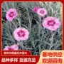 地被五叶盆栽基地石竹
